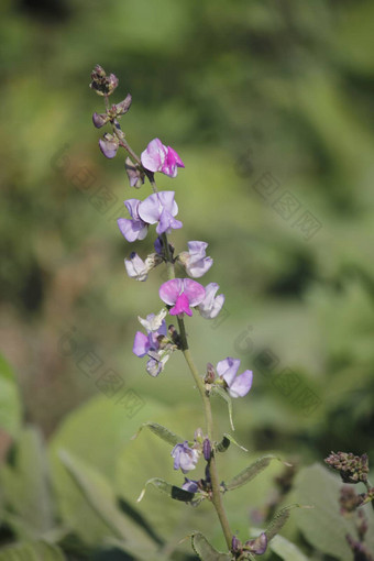 花扁<strong>豆</strong>紫芩