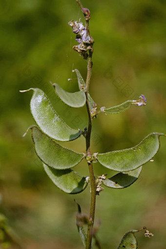 <strong>豆</strong>荚扁<strong>豆</strong>紫芩