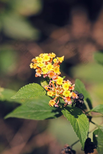 马樱丹属卡马拉<strong>花灯</strong>玫瑰