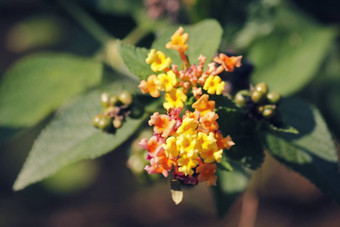 马樱丹属卡马拉<strong>花灯</strong>玫瑰