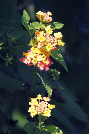 马樱丹属卡马拉<strong>花灯</strong>玫瑰