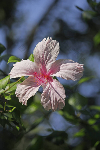 中国玫瑰中国人芙蓉芙蓉蔷薇-<strong>中华</strong>