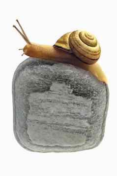 蜗牛石头
