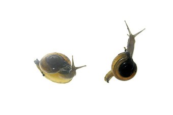 闪亮的玻璃蜗牛带状体尼提杜斯