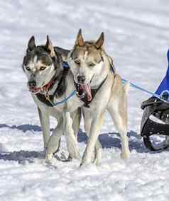 雪橇狗速度赛车莫斯瑞士