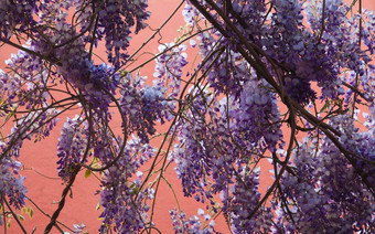 紫藤多花植物