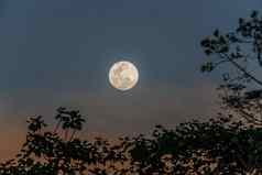 完整的月亮秘鲁亚马逊丛林母亲上帝秘鲁