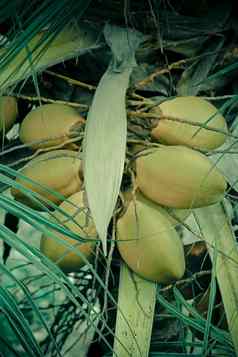 集群橙色椰子日益增长的椰子棕榈树