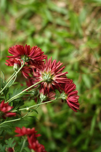 菊花