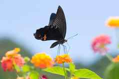 大黑色的燕尾服蝴蝶飞行蓝色的天空