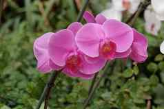 精致的粉红色的兰花花