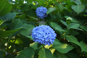 蓝色的绣球花花朵
