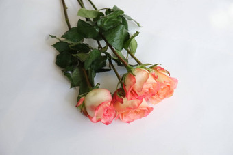 花束珊瑚玫瑰