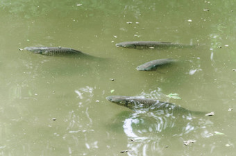 鲤鱼池塘鱼科伊