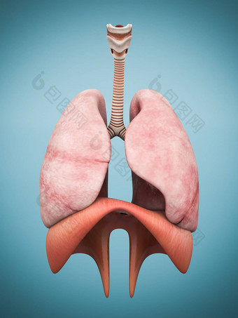 模型<strong>肺</strong>