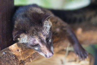 亚洲棕榈麝猫生产咖啡猫鼬
