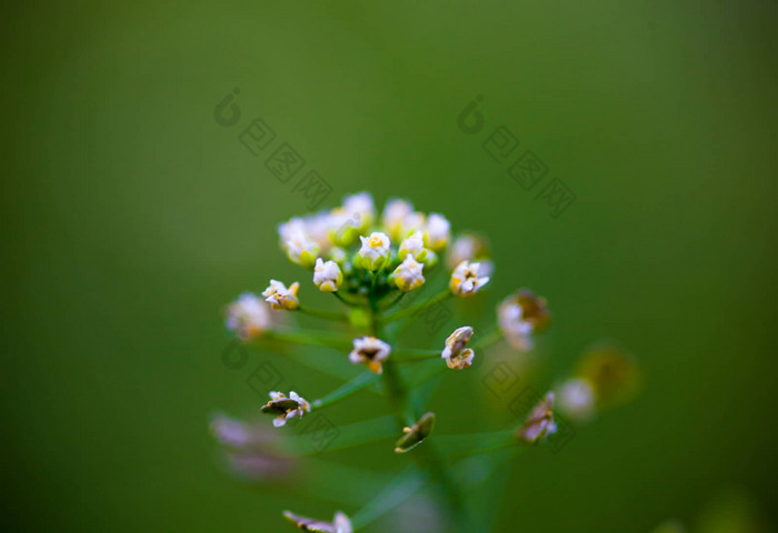 特写镜头荠菜花