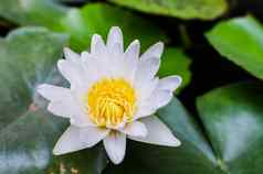 美丽的白色睡莲莲花花池塘