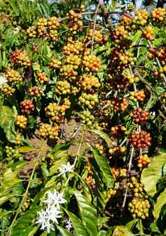 越南咖啡树咖啡豆