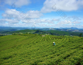 亚洲女人越南农民茶种植园