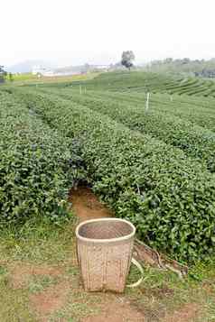 绿色茶场篮子收集绿色茶叶子