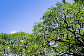 大树常见的萨曼雨树猴荚
