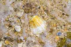 海贝壳沙子海洋水背景
