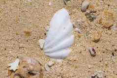 海贝壳沙子背景