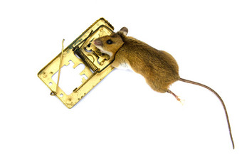 死害虫鼠标apodemus黄肋属黄色的变细鼠标捕鼠器