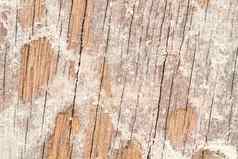 土壤白蚁吃木墙
