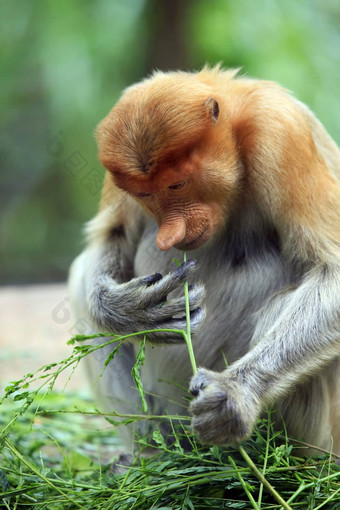 长鼻猴子