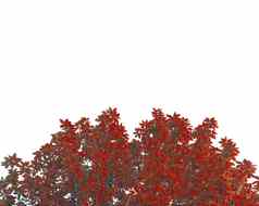 红色的树叶孤立的白色背景空间文本