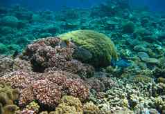 水下海生活昆士兰澳大利亚珊瑚礁