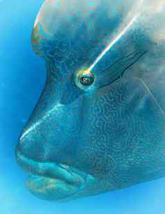 色彩斑斓的拿破仑濑鱼昆士兰珊瑚礁鱼