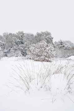 英语景观冬天森林雪场景