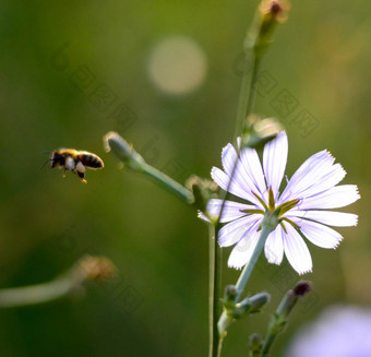 蜂蜜蜜蜂<strong>飞花</strong>