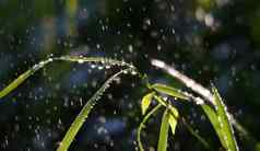 下降雨滴绿色草早....