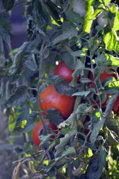 纯有机西红柿蔬菜花园