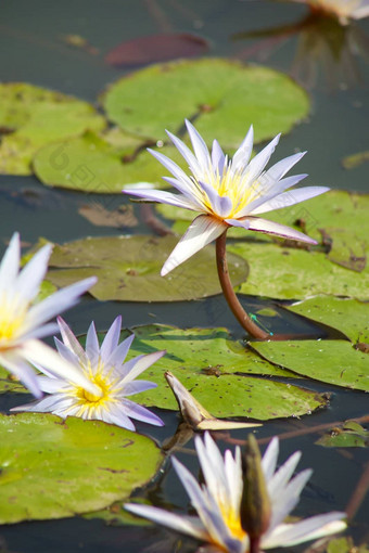 水百合