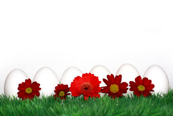 白色鸡蛋红色的花