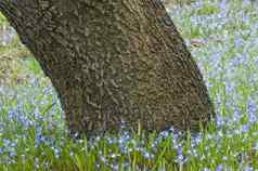 橡木树树干包围Scillabifolia蓝色的花