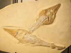 化石韵律巴托斯鱼
