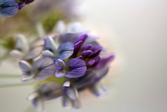 集群蓝色的野花风景优美的萨斯喀彻温省