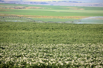 土豆作物灌溉风景优美的萨斯喀彻温省