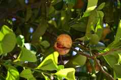 色彩斑斓的照片肉豆蔻水果树