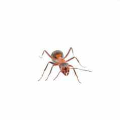 棕色（的）蚂蚁白色背景