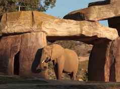 大象学名Loxodonta非洲