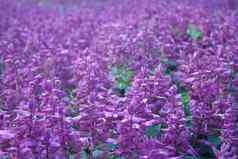 鼠尾草紫色的花
