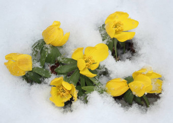 黄色的eranthis花雪花园早期春天