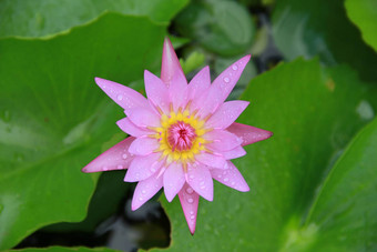 粉红色的莲花花前视图池下降水花瓣象征纯度佛教